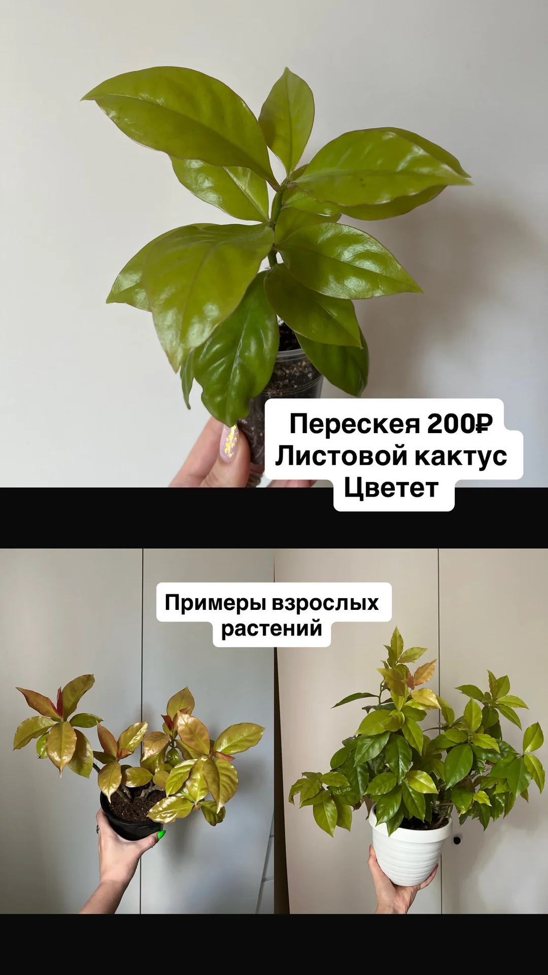 Комнатные цветы - миниатюра 11