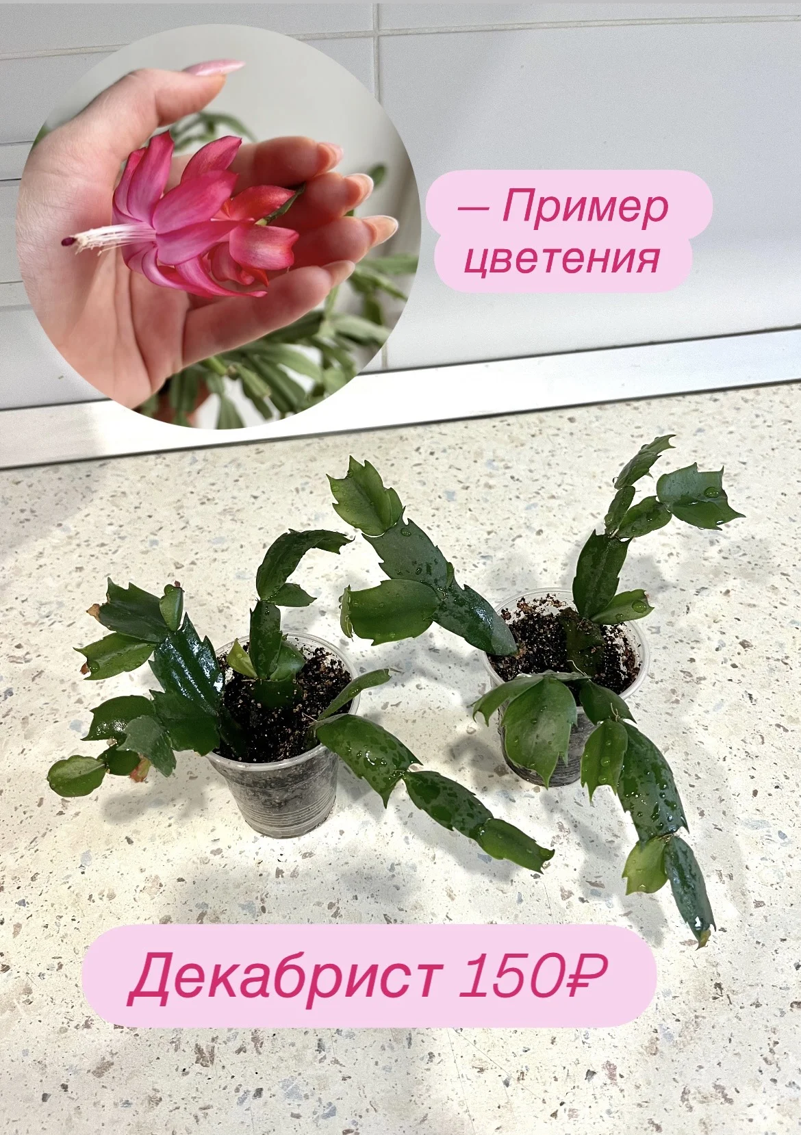 Комнатные цветы - миниатюра 12