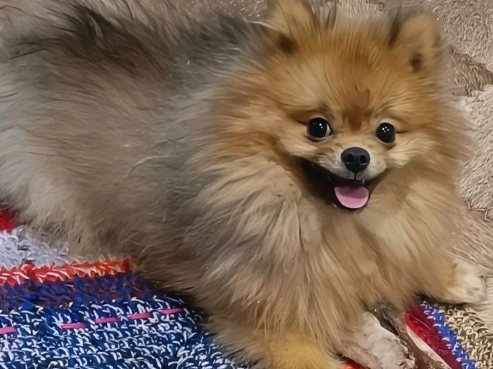 Немецкий шпиц - изображение 1