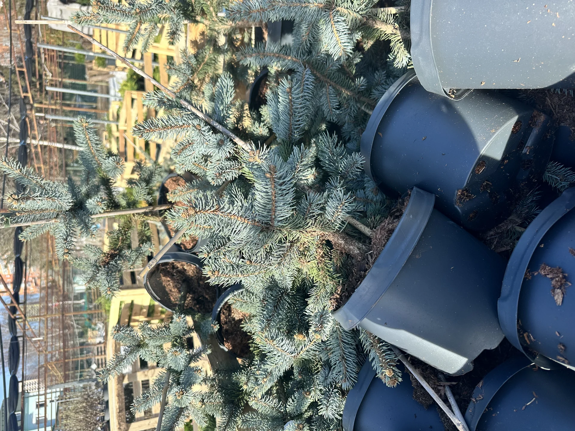 Ель колючая Хупси (Picea pungens Hoopsii - изображение 1