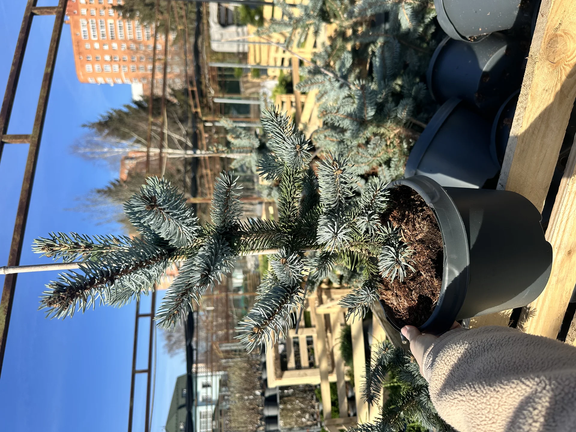 Ель колючая Хупси (Picea pungens Hoopsii - миниатюра 2