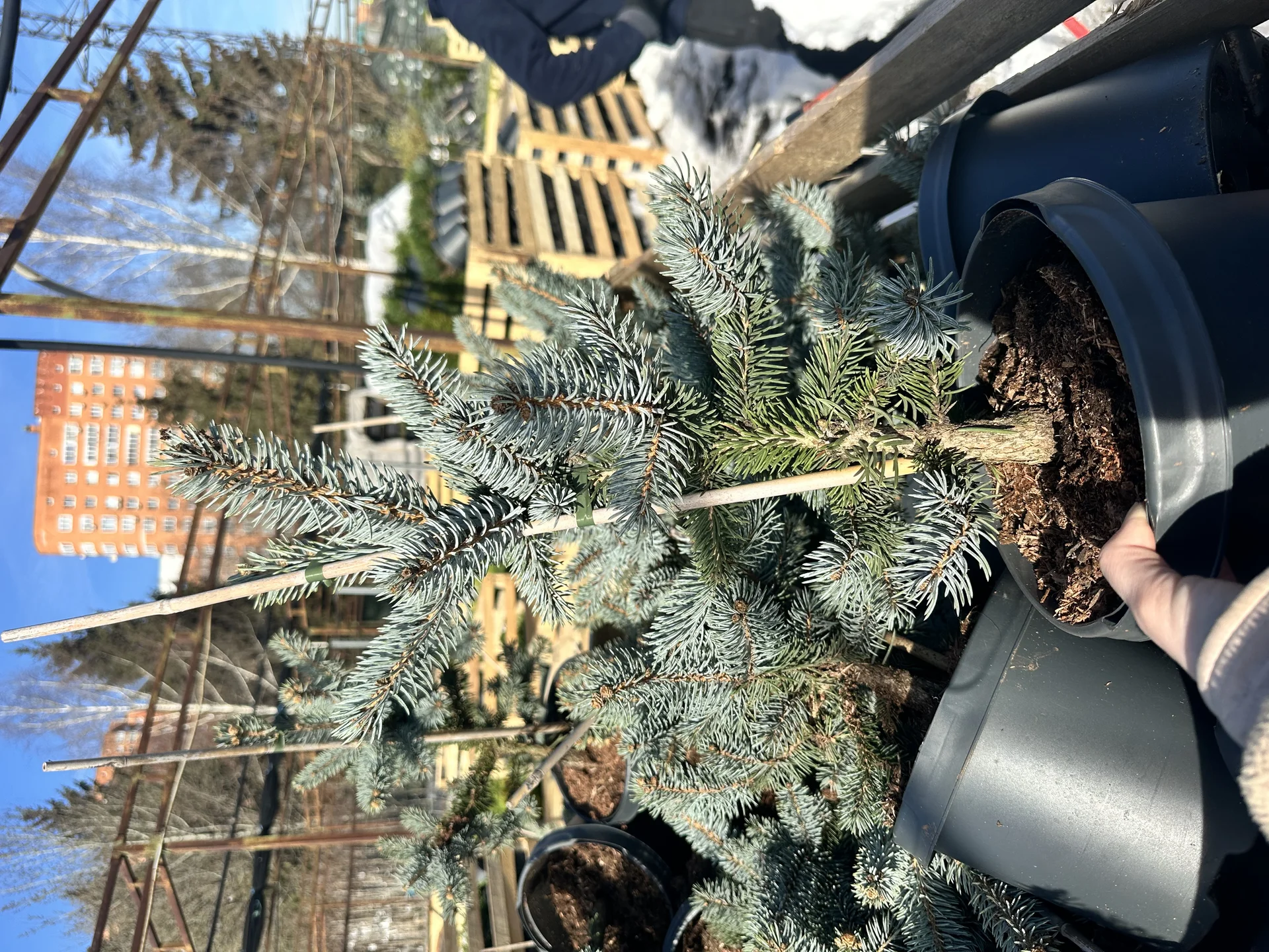 Ель колючая Хупси (Picea pungens Hoopsii - миниатюра 3