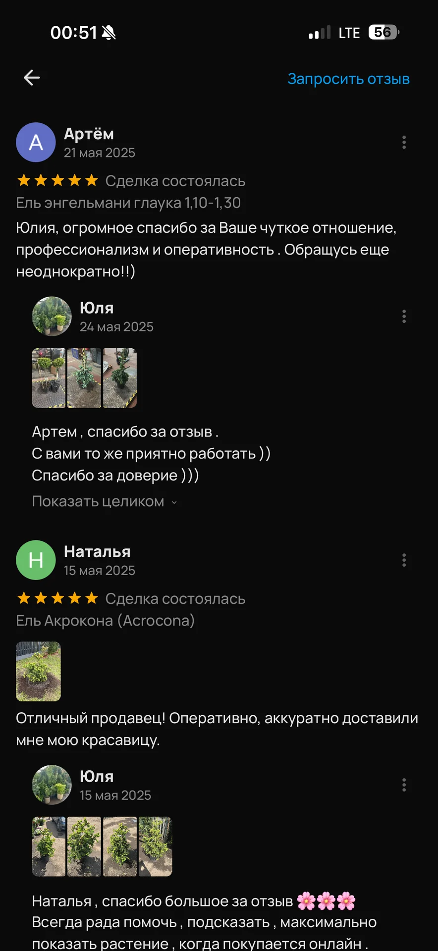 Ель колючая Хупси (Picea pungens Hoopsii - миниатюра 9