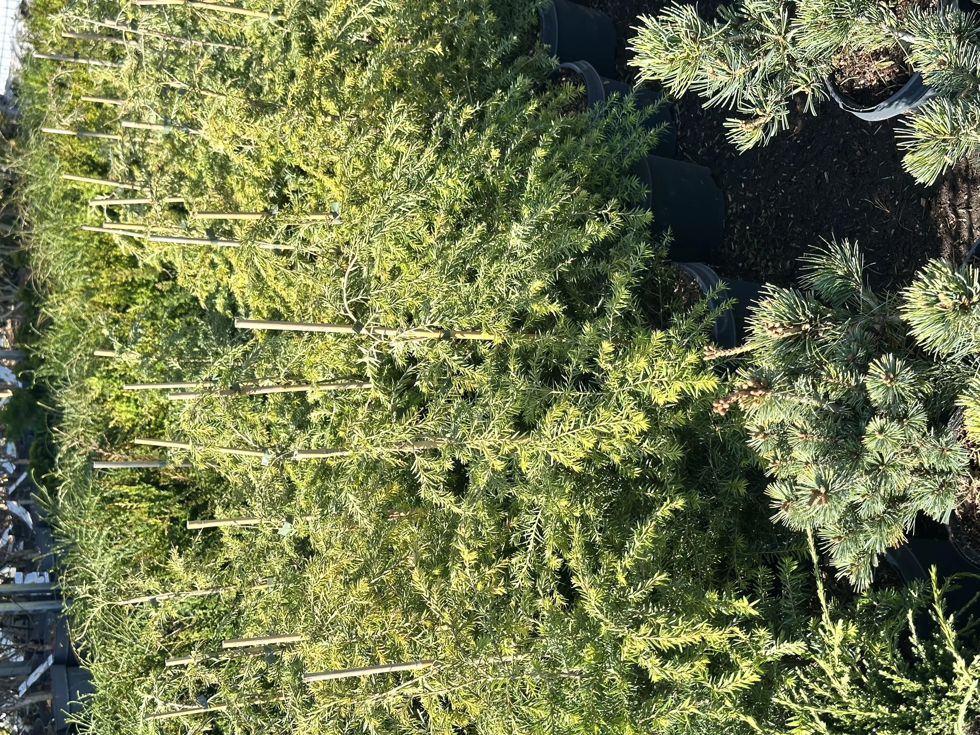 Тсуга канадская (Tsuga canadensis) - миниатюра 2