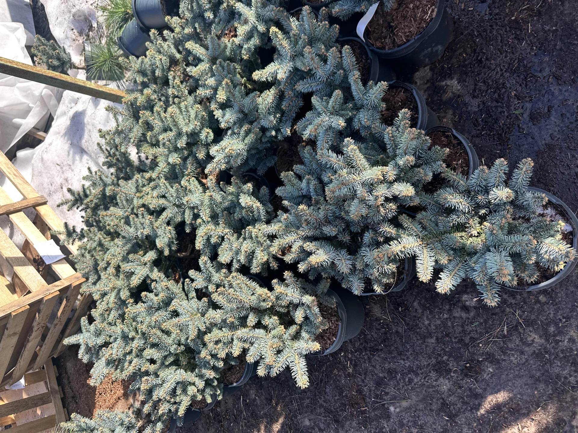 Ель колючая «Глаука Глобоза» (Picea pungens ‘Glauc - миниатюра 2