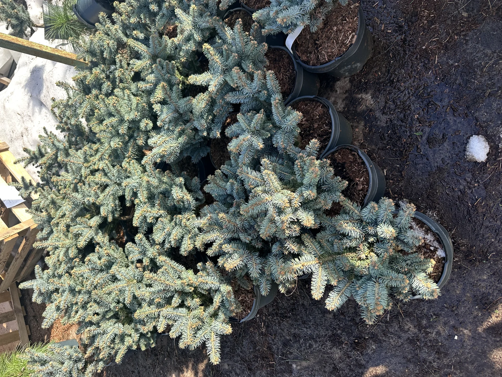 Ель колючая «Глаука Глобоза» (Picea pungens ‘Glauc - миниатюра 3