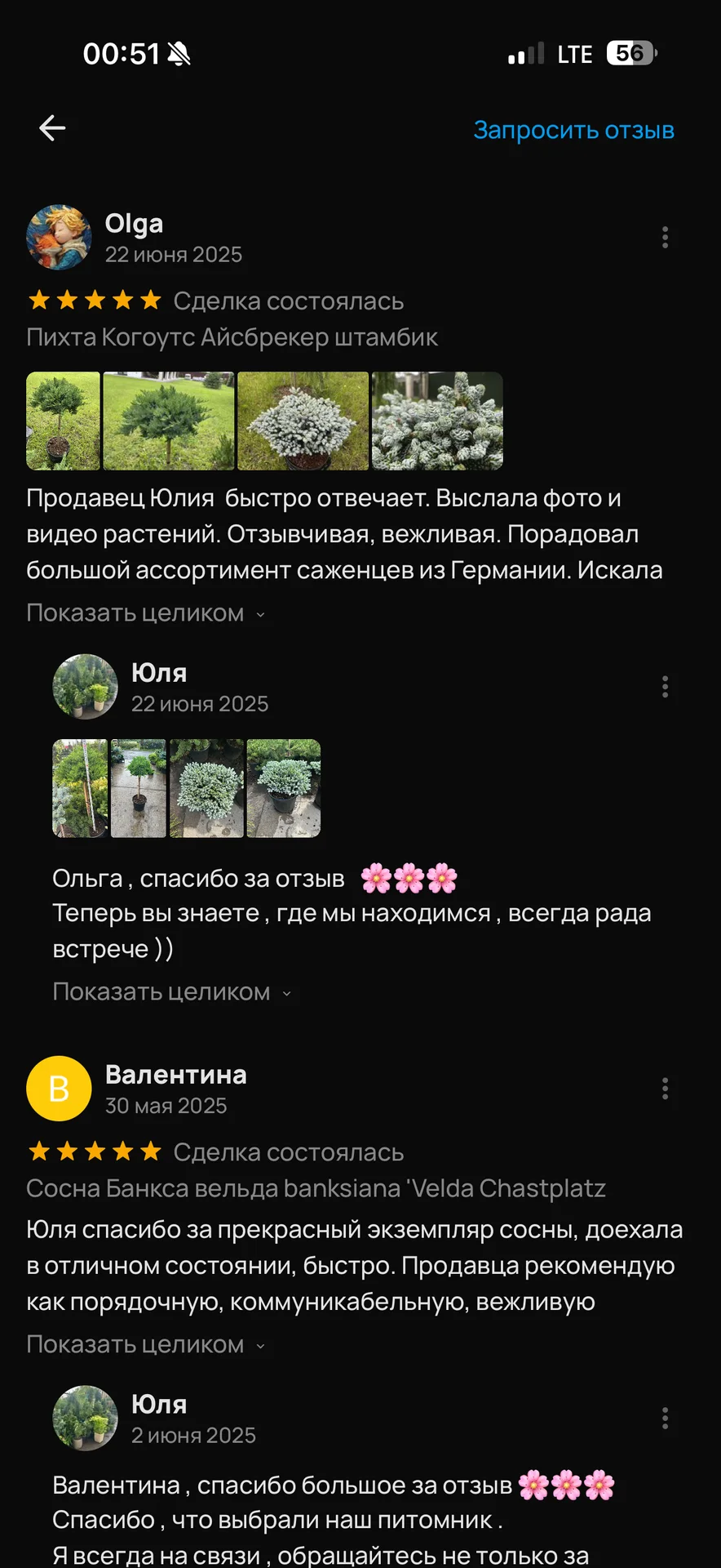 Ель колючая «Глаука Глобоза» (Picea pungens ‘Glauc - миниатюра 8