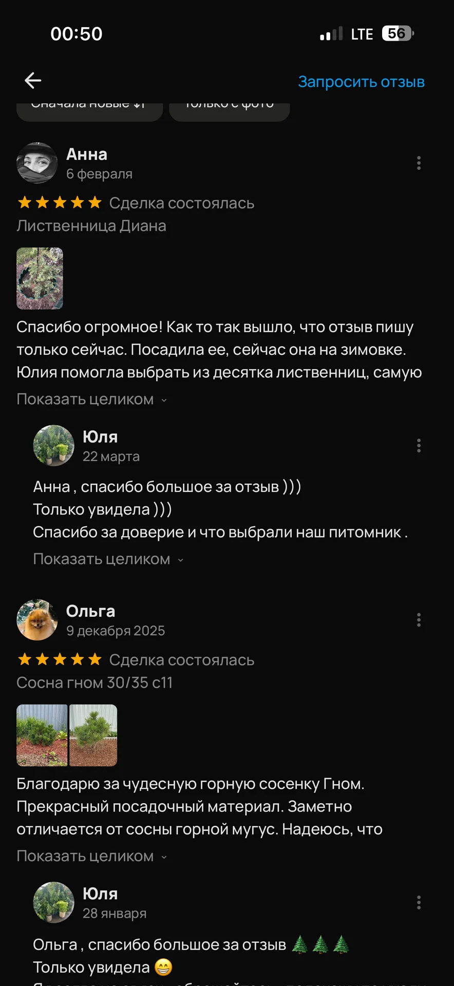 Ель колючая «Глаука Глобоза» (Picea pungens ‘Glauc - миниатюра 9
