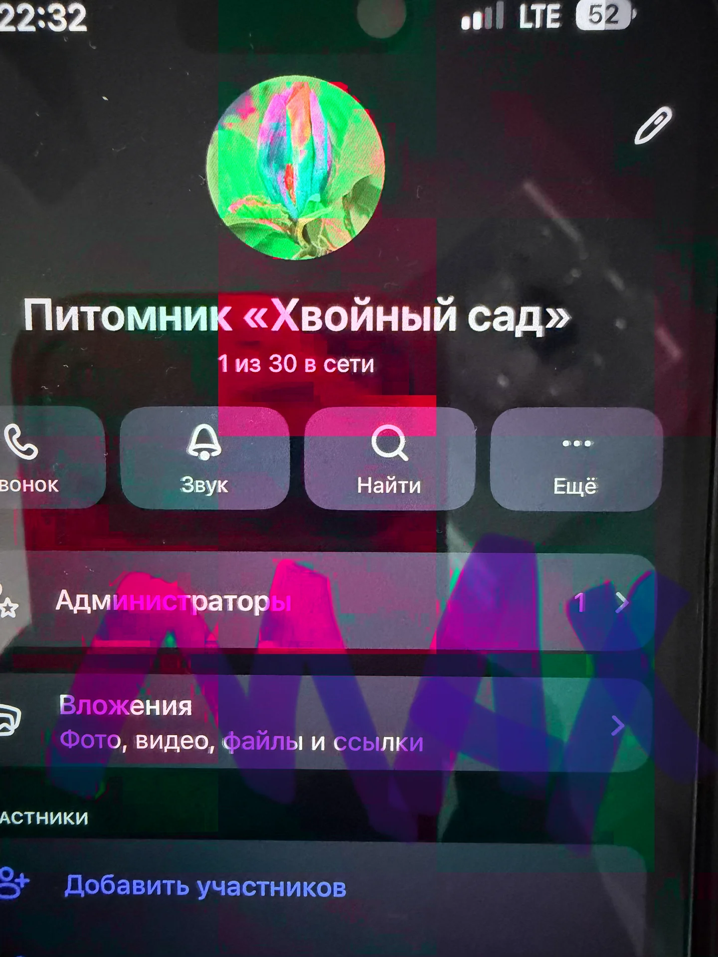 Кипарисовик туполистный «Нана Грацилис» (Chamaecyp - миниатюра 7