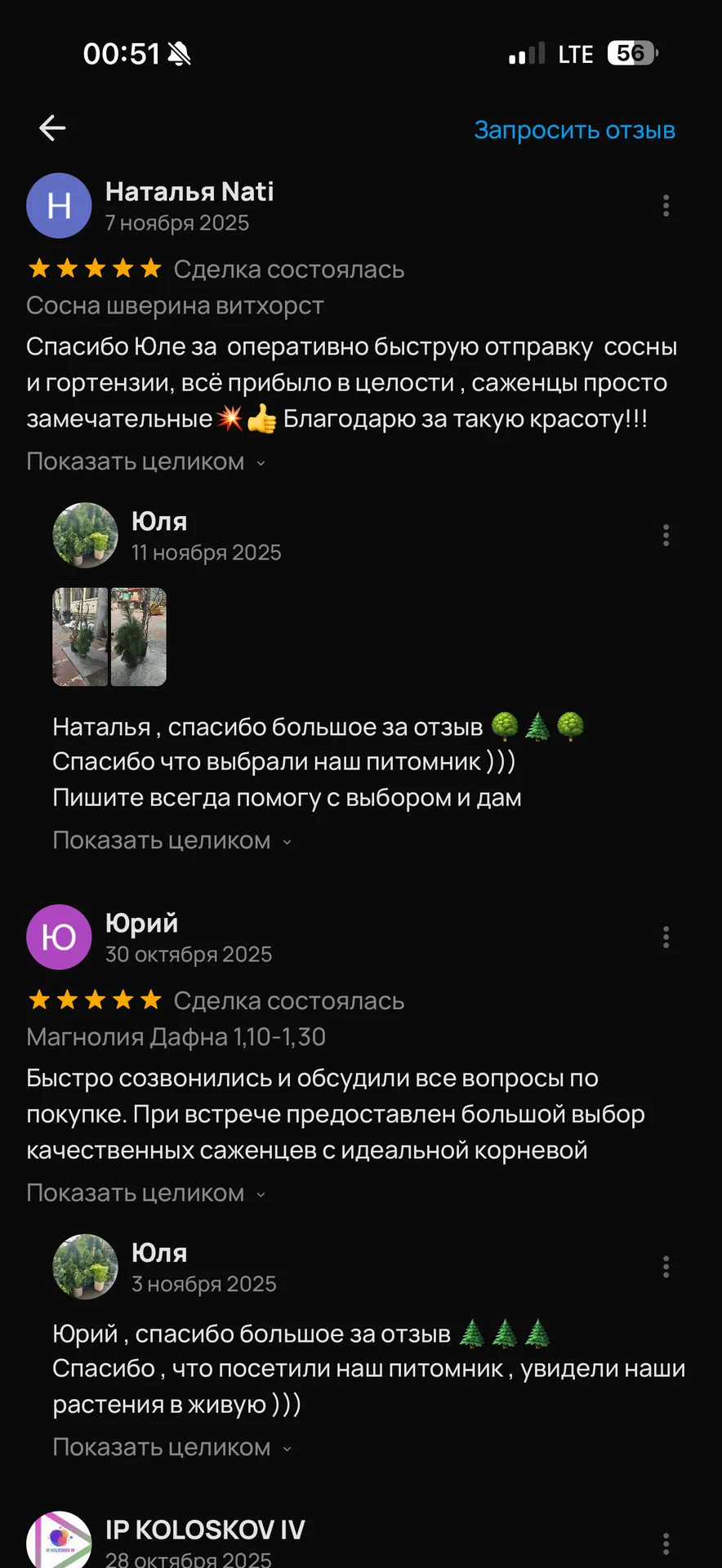 Кипарисовик туполистный «Нана Грацилис» (Chamaecyp - миниатюра 9