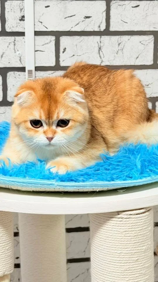 Шотландский скоттиш фолд - миниатюра 2