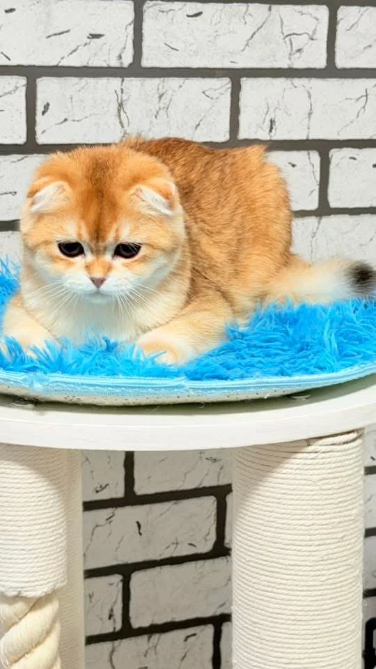 Шотландский скоттиш фолд