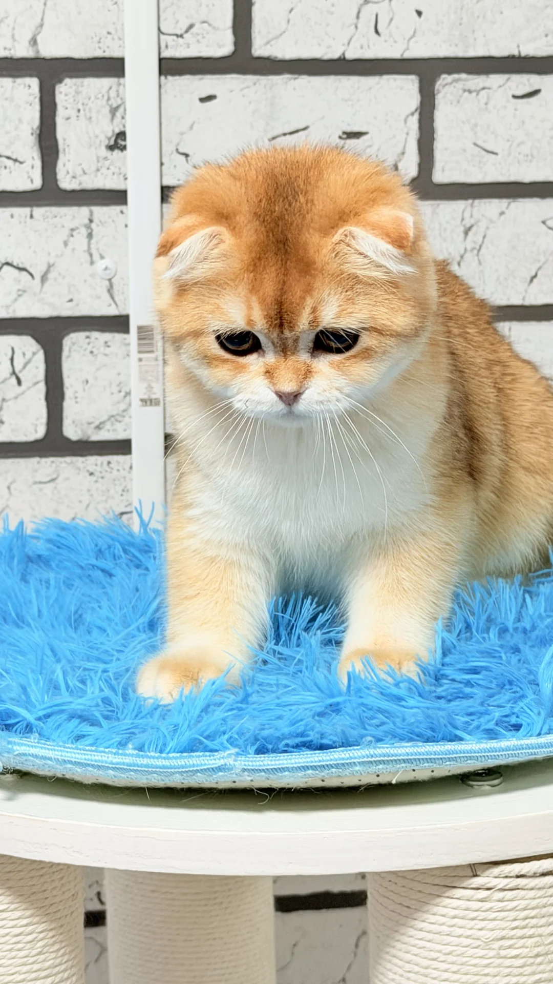 Шотландский скоттиш фолд - миниатюра 3