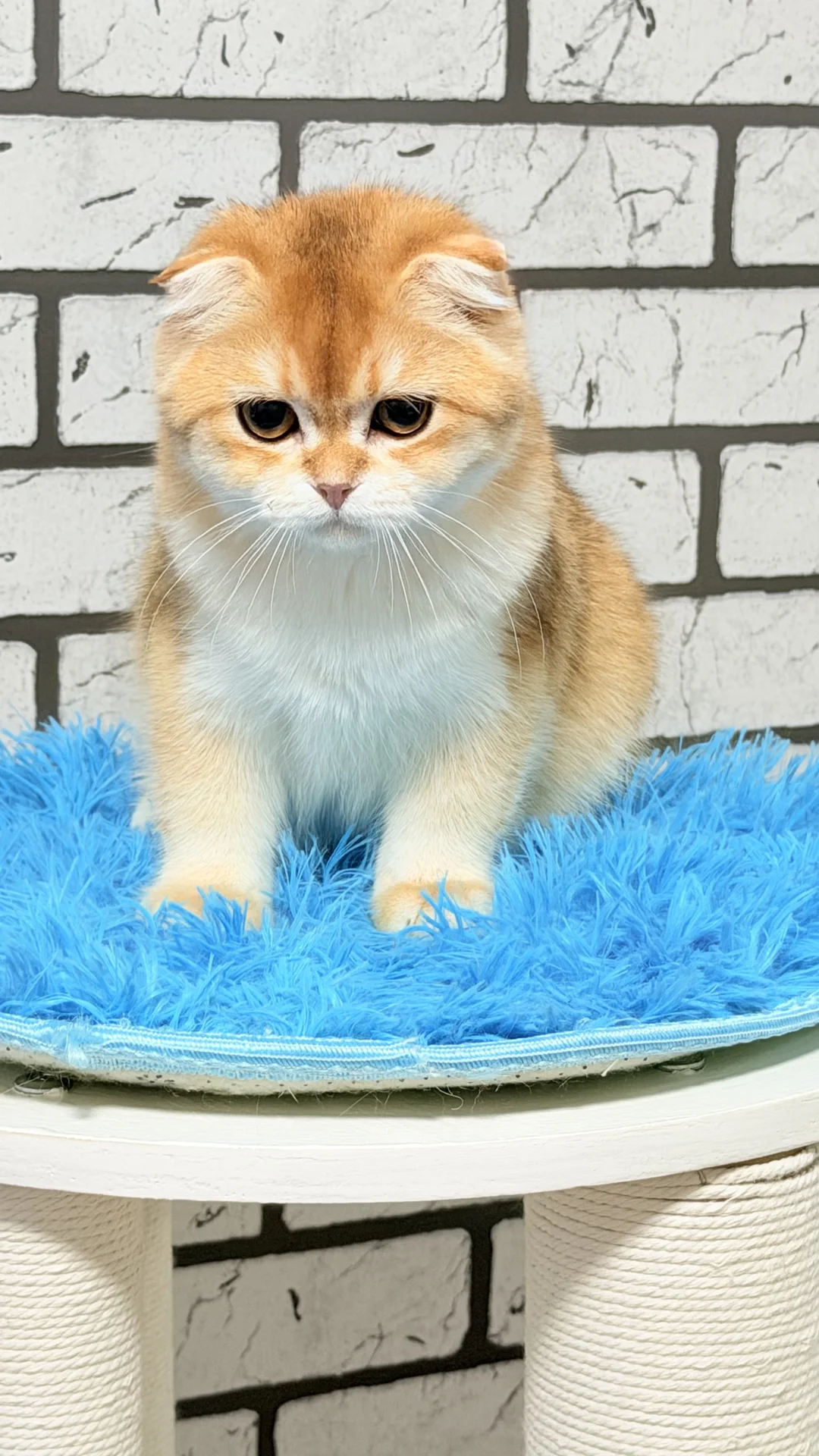Шотландский скоттиш фолд - миниатюра 4