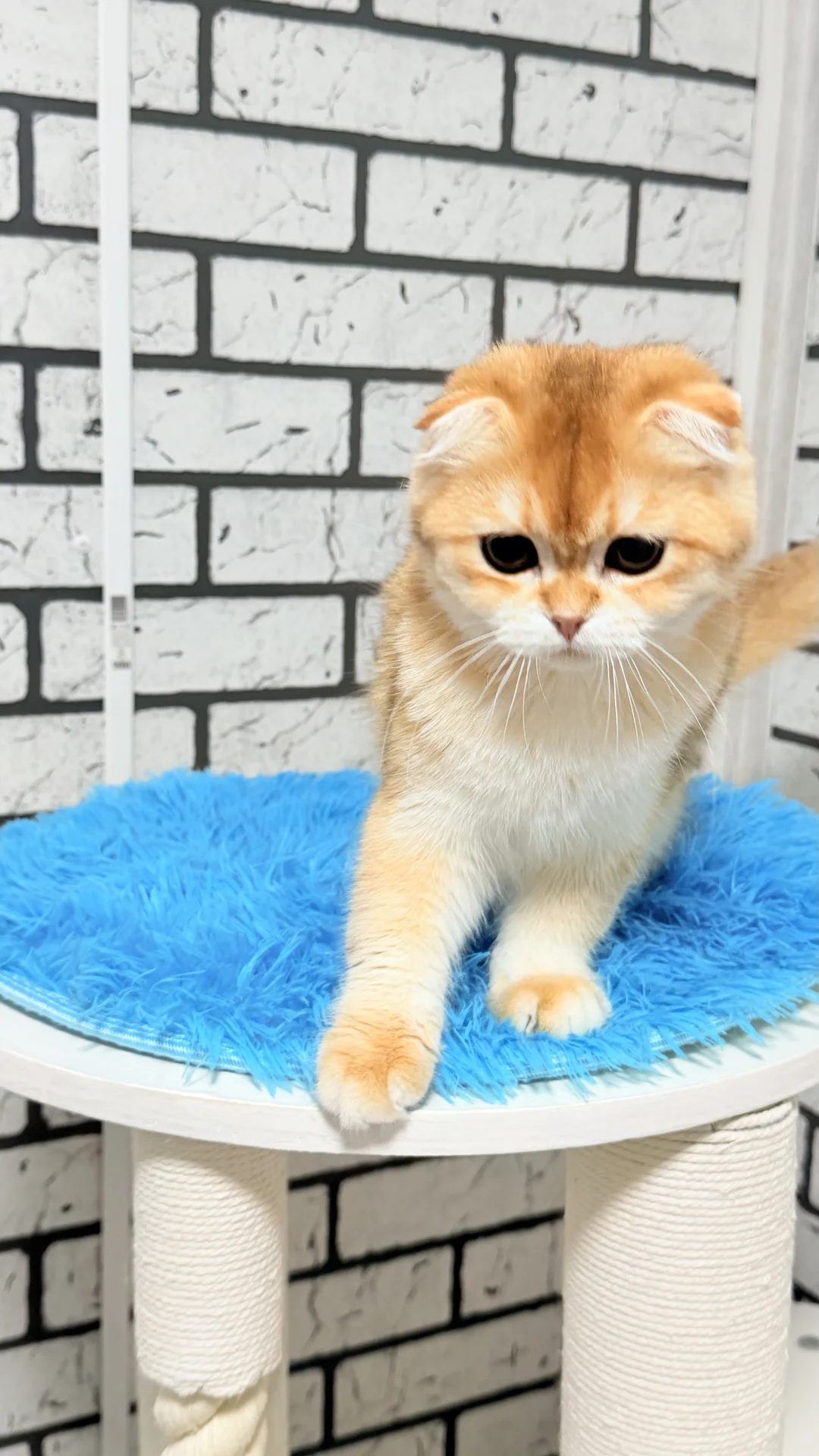 Шотландский скоттиш фолд - миниатюра 5