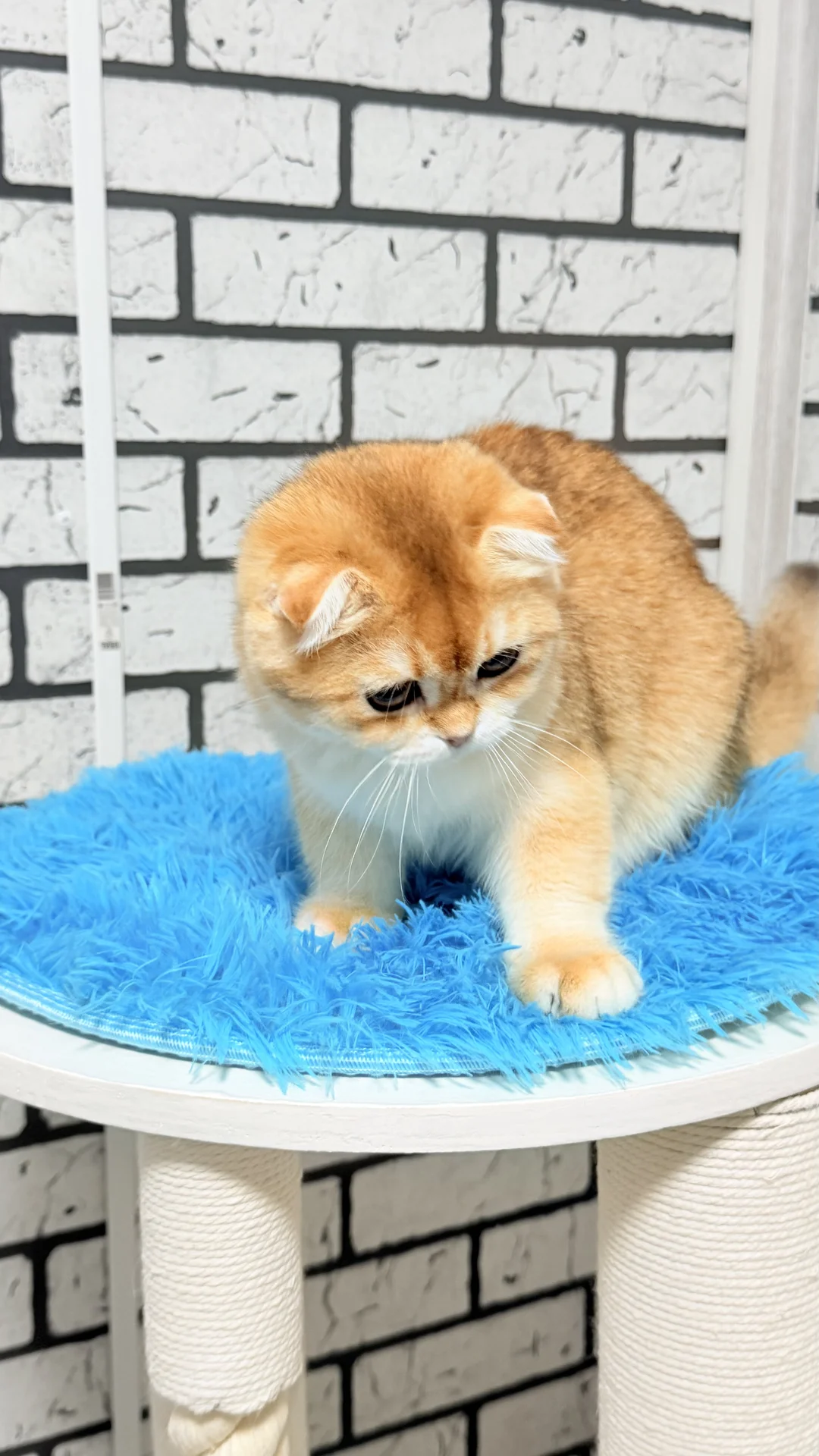 Шотландский скоттиш фолд - миниатюра 6