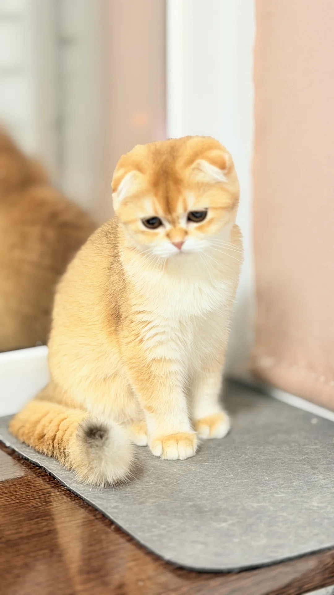 Шотландский скоттиш фолд - миниатюра 7