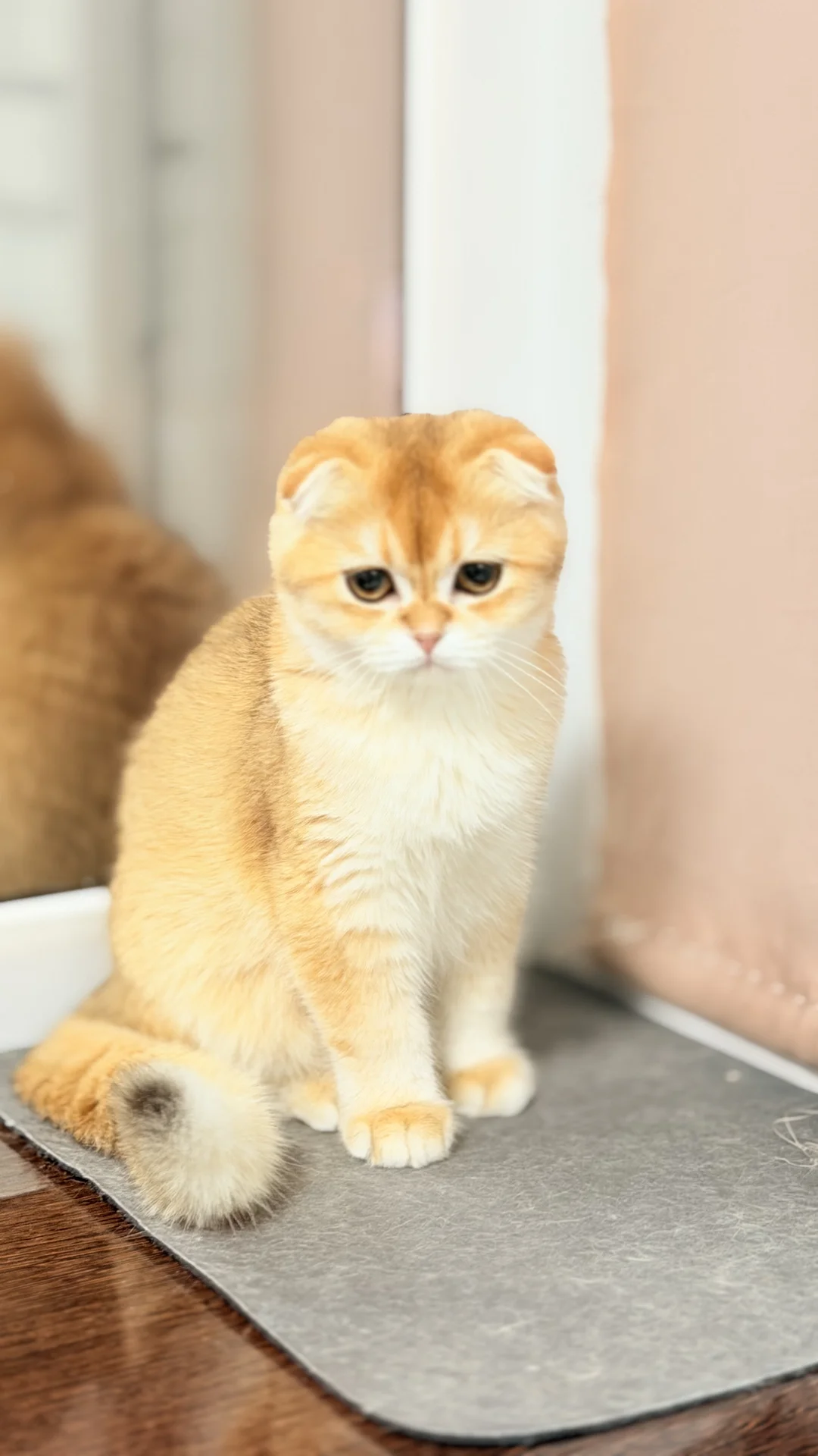 Шотландский скоттиш фолд - миниатюра 8