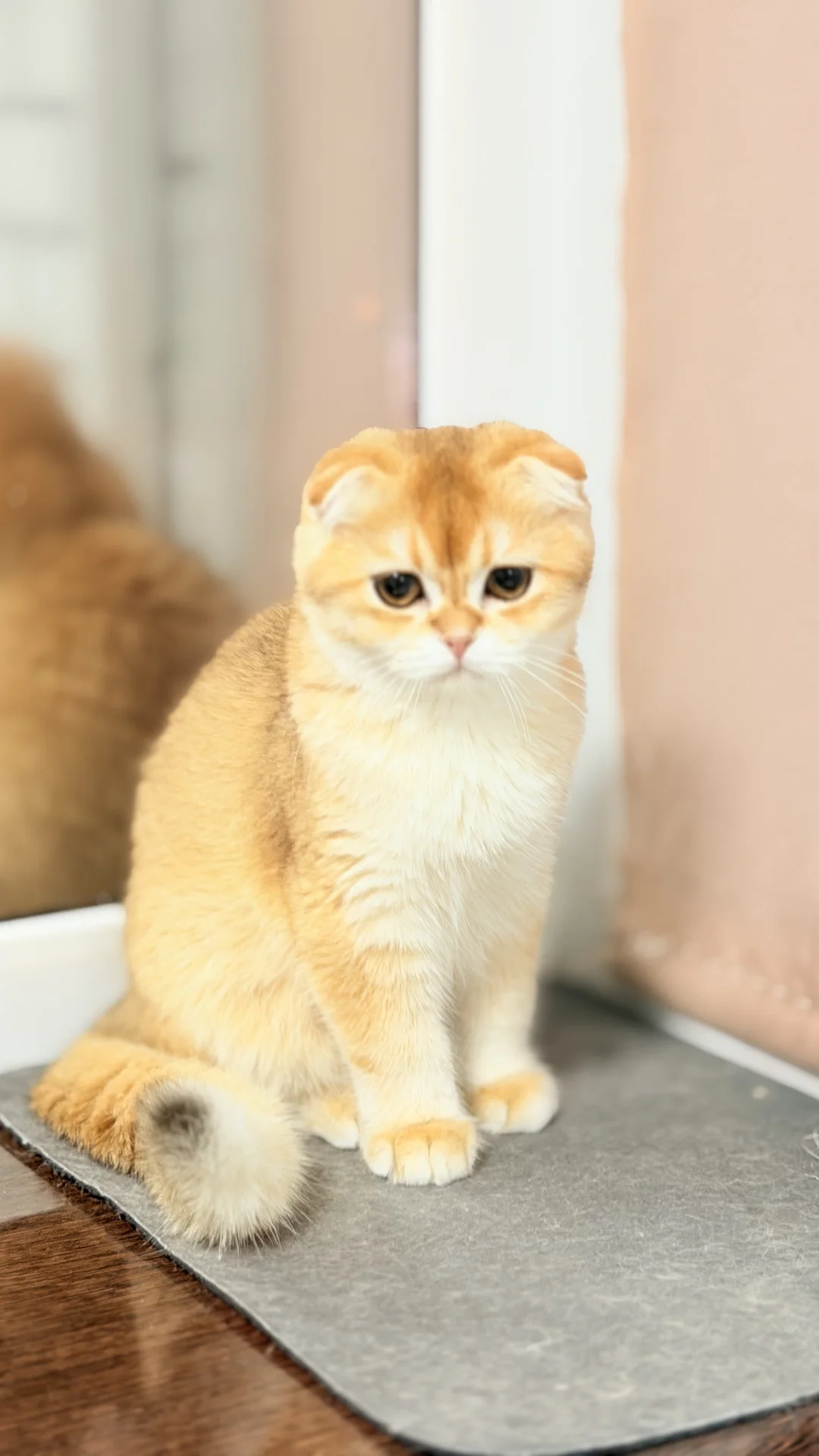 Шотландский скоттиш фолд - миниатюра 9