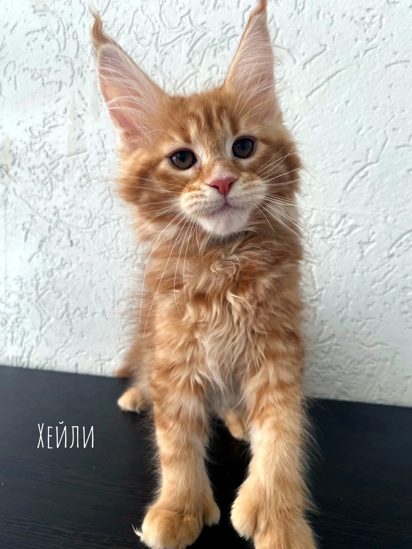 Котенок мейн-кун - миниатюра 2