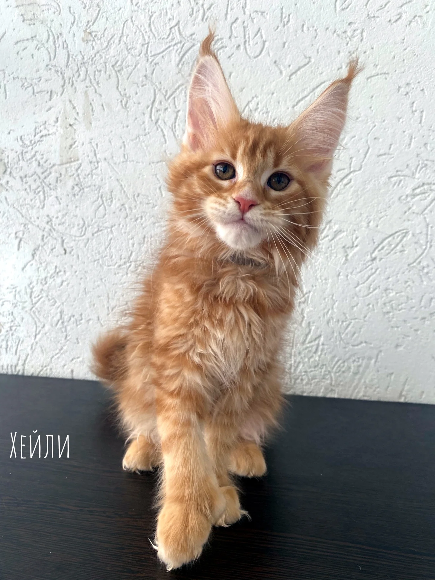 Котенок мейн-кун - миниатюра 3