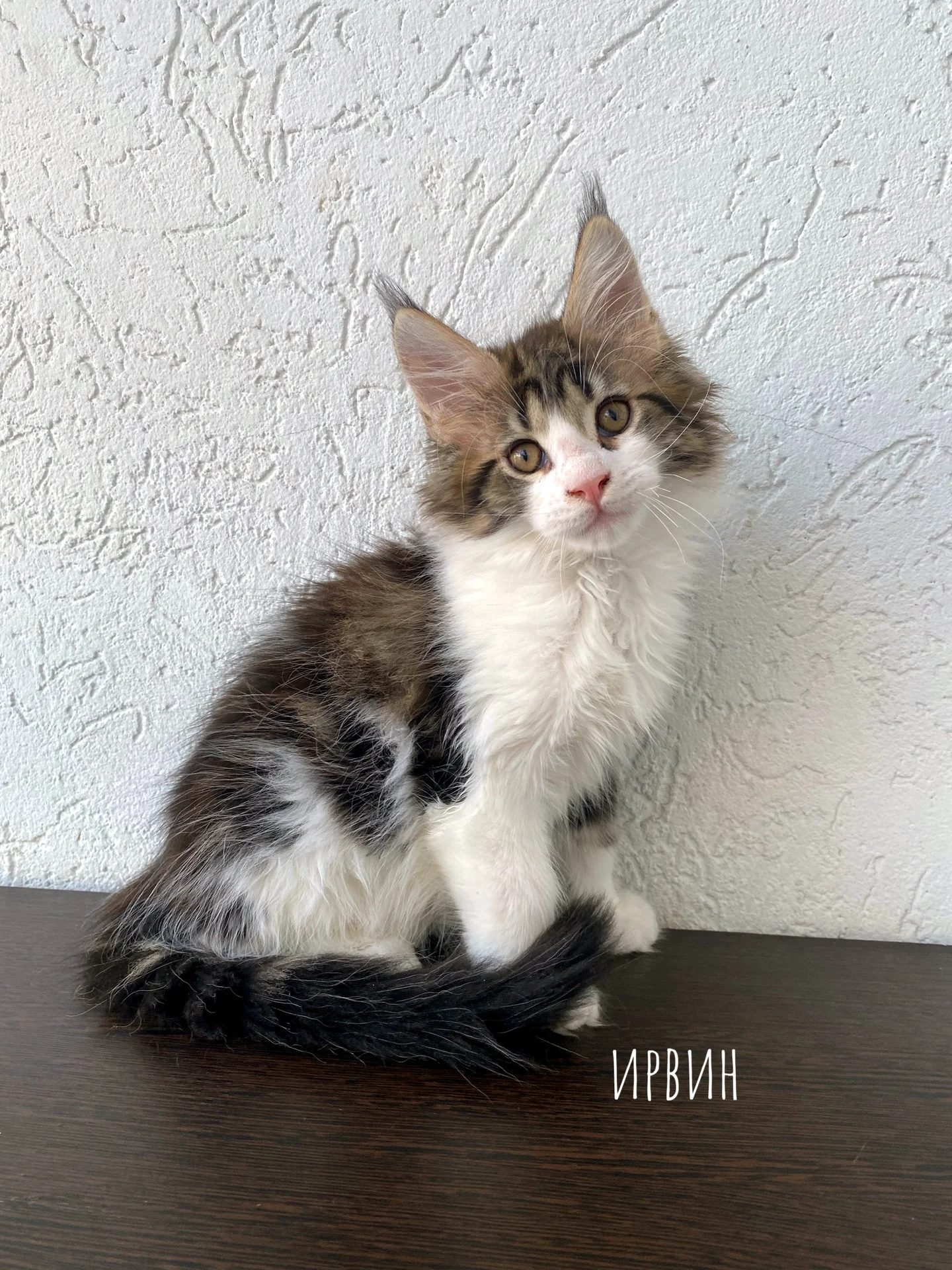 Котенок мейн-кун - миниатюра 3