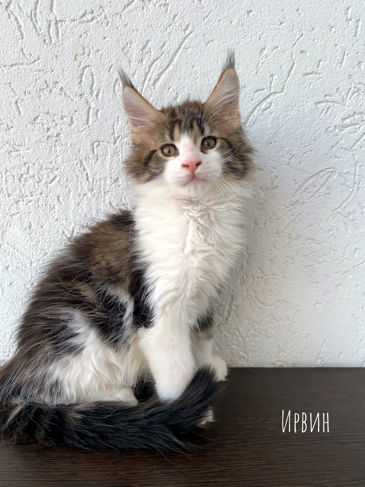 Котенок мейн-кун - миниатюра 4