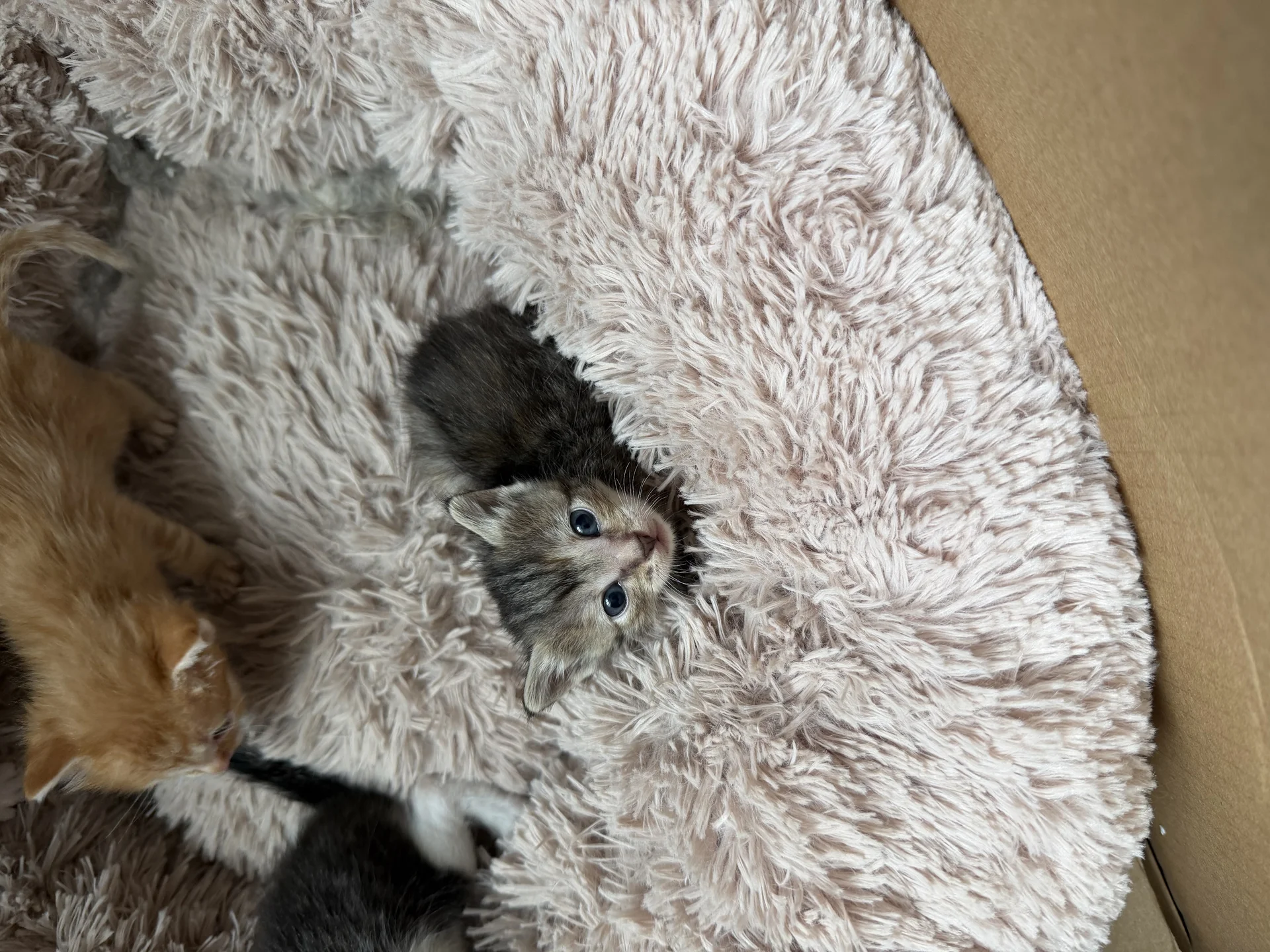 Котята в добрые руки - изображение 1