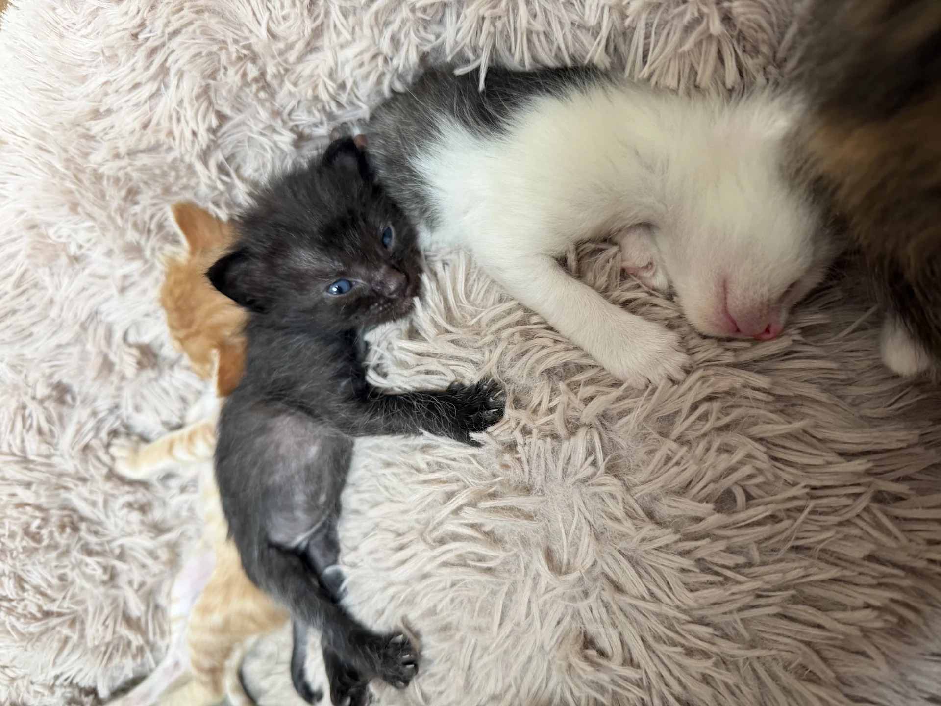 Котята в добрые руки - миниатюра 2