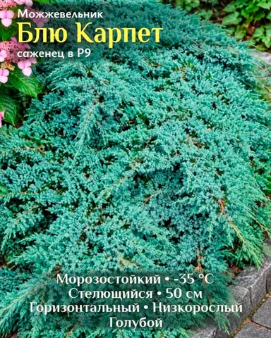 Можжевельник чешуйчатый Блю Карпет