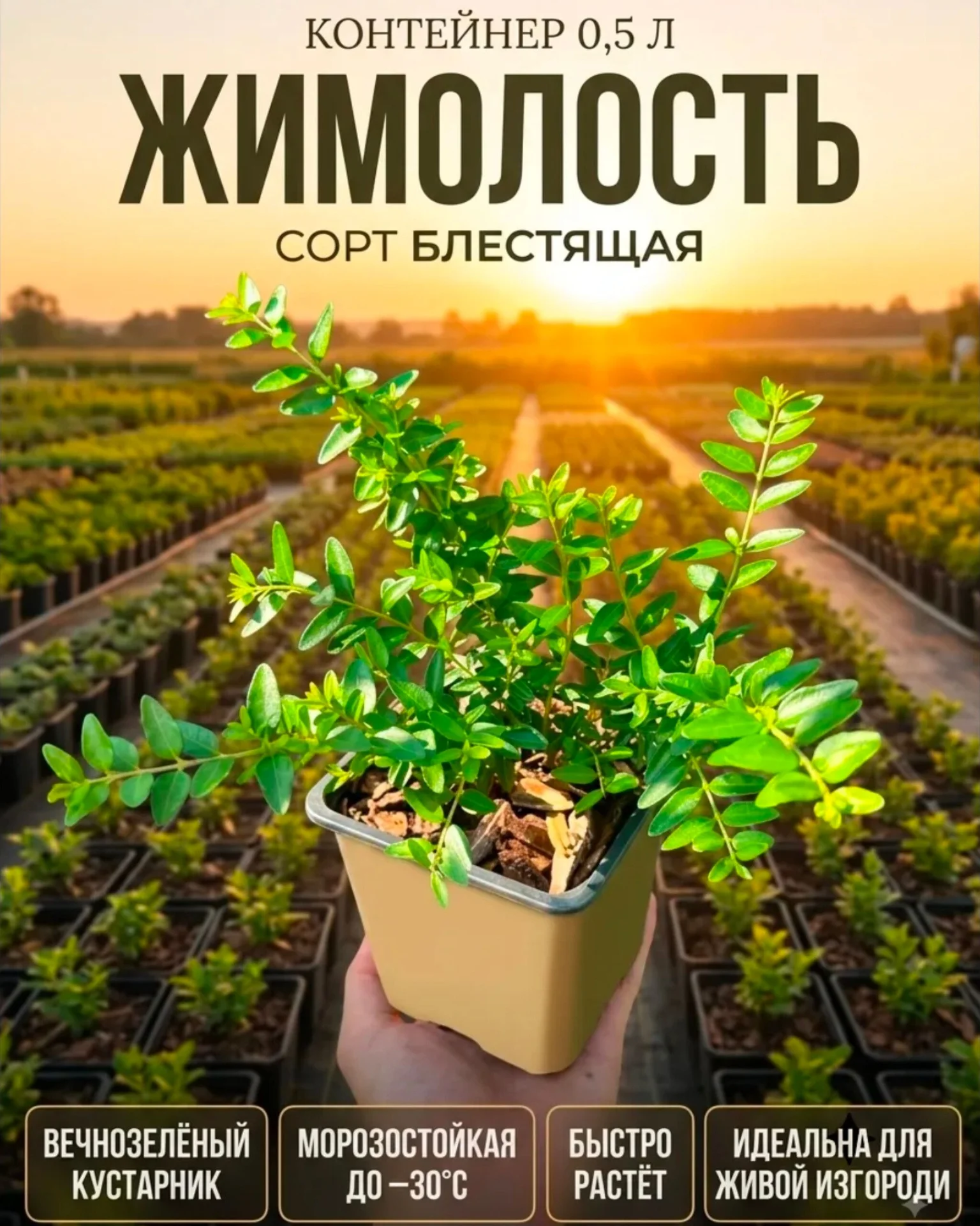 Можжевельник чешуйчатый Блю Карпет - миниатюра 2