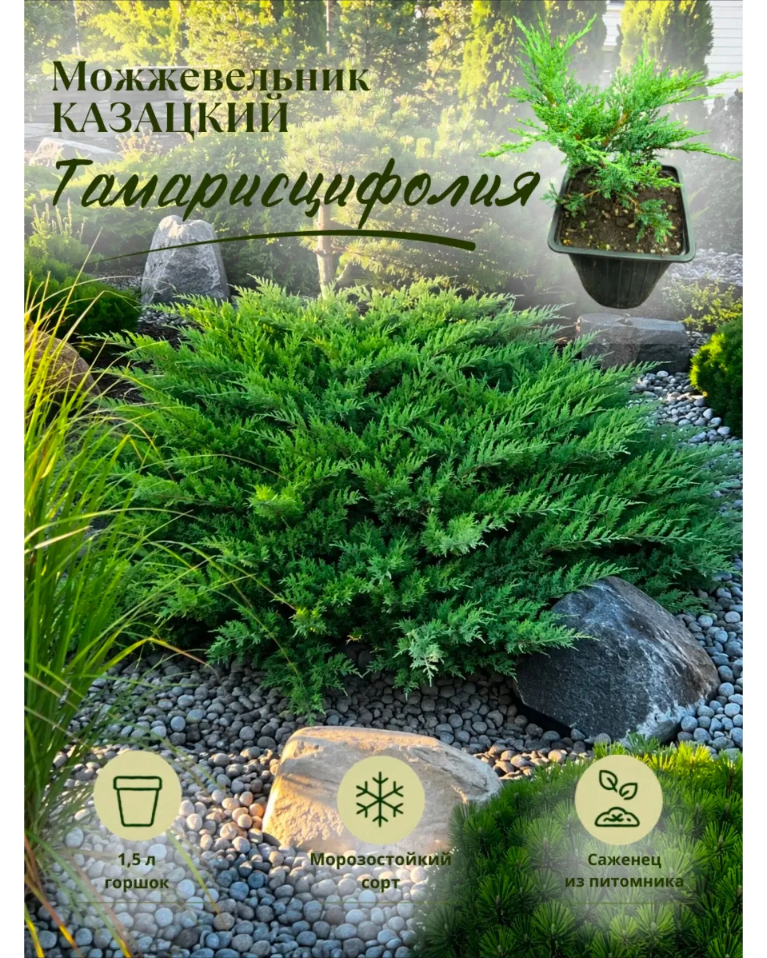 Можжевельник чешуйчатый Блю Карпет - миниатюра 3