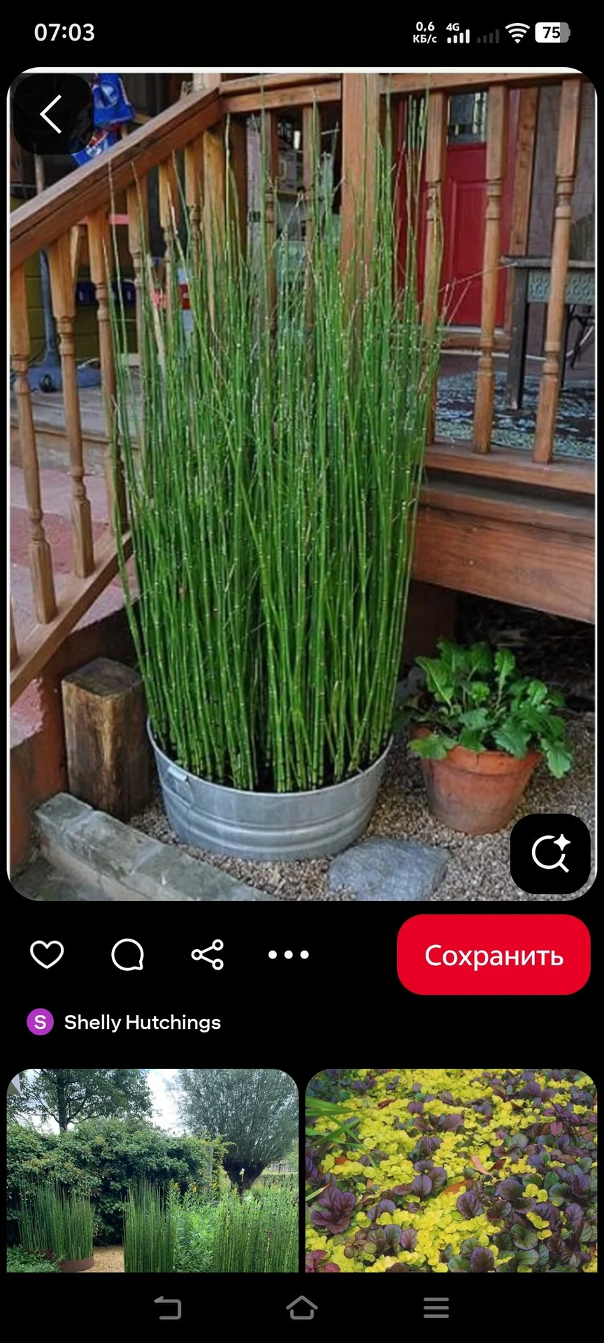 Можжевельник чешуйчатый Блю Карпет - миниатюра 6