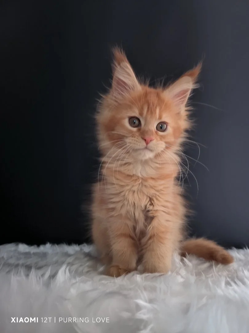 Котята мэйн-куны - миниатюра 9