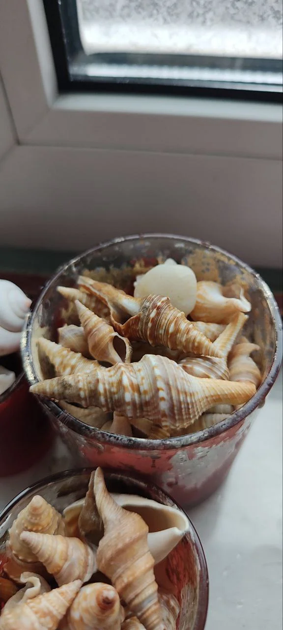 Ракушки морские - миниатюра 3