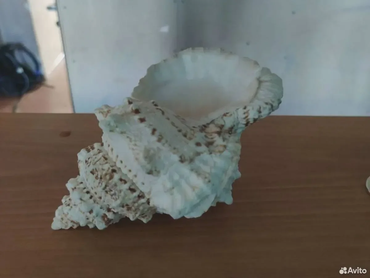 Морская раковина среднего размера лот 0 - миниатюра 7