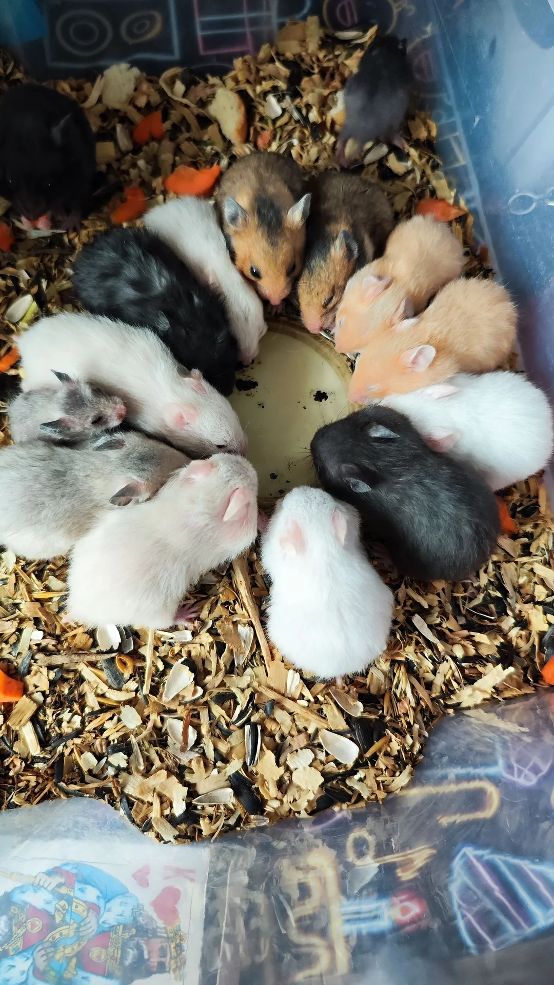 Сирийские хомячки 🐹 - изображение 1
