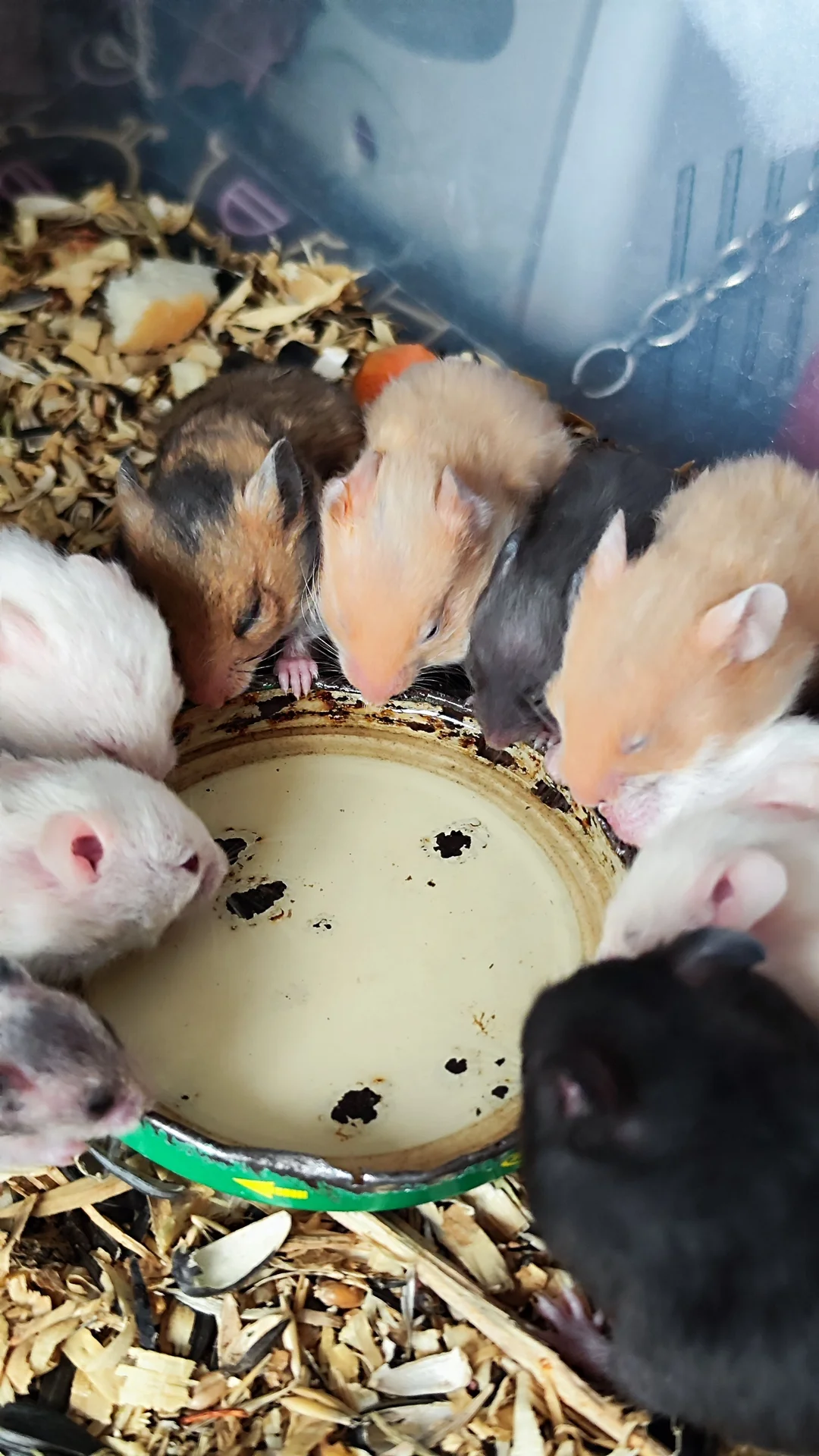 Сирийские хомячки 🐹 - миниатюра 2