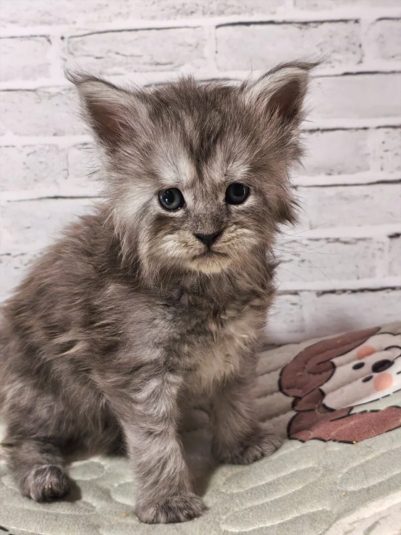 Большой выбор котят мейн-кун - миниатюра 6