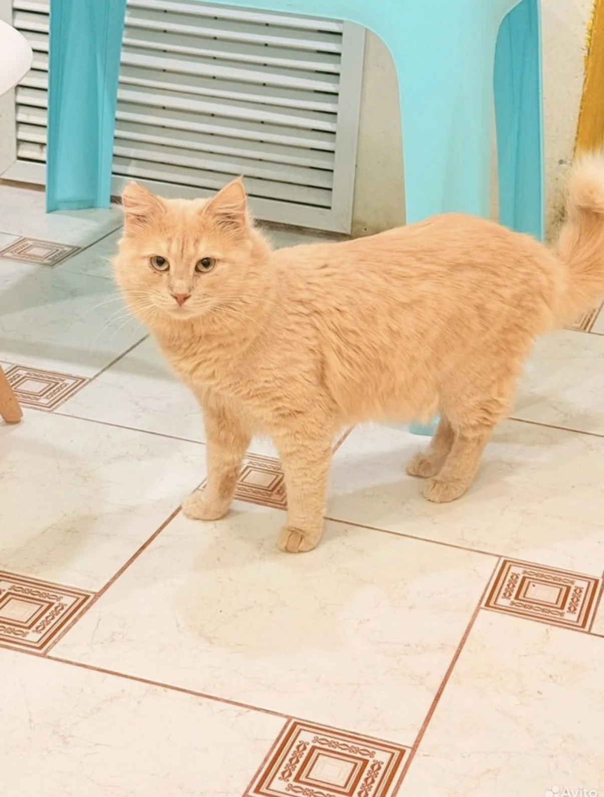 Котик в добрые руки - изображение 1
