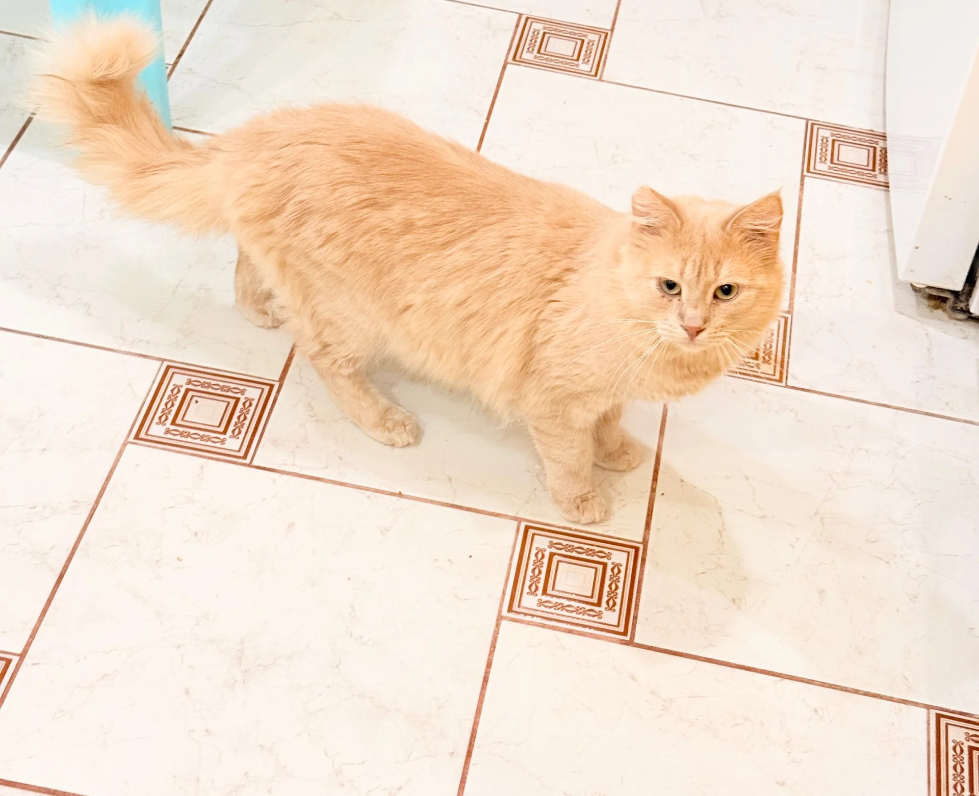 Котик в добрые руки - миниатюра 2