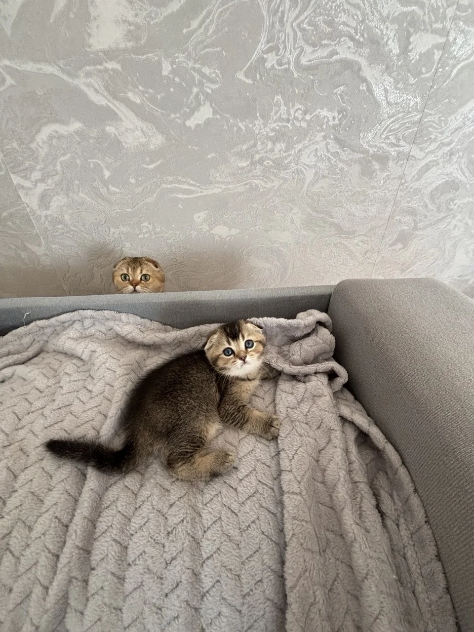 Шотландские вислоухие котята - миниатюра 3