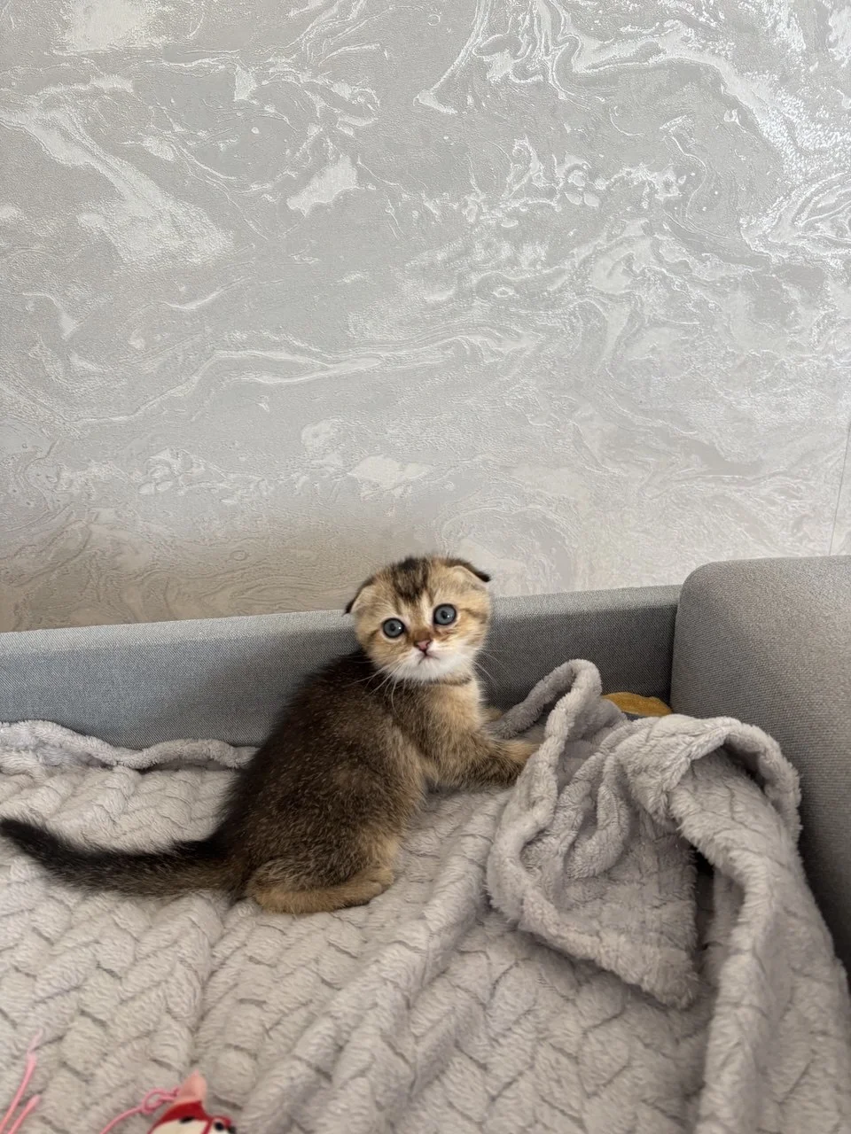 Шотландские вислоухие котята - миниатюра 4