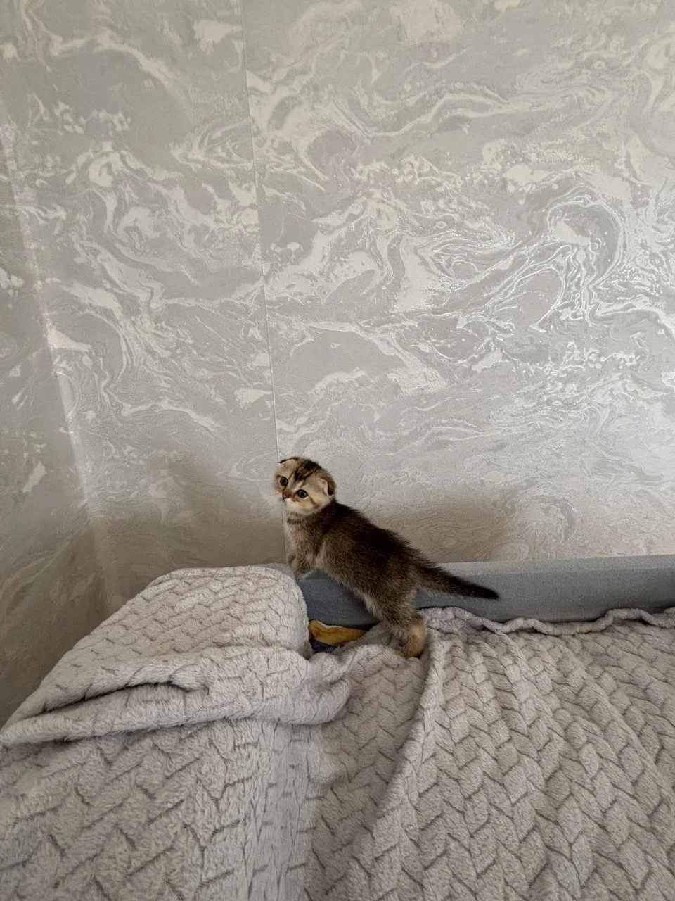 Шотландские вислоухие котята - миниатюра 5