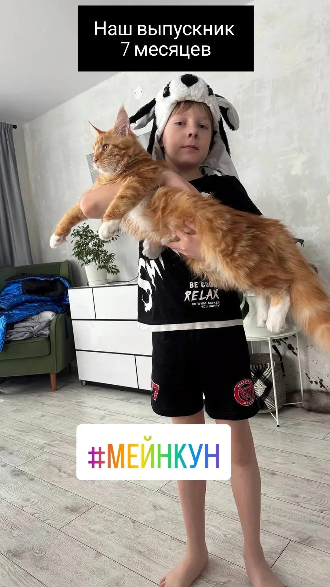 Питомник Мейн кунов - миниатюра 9