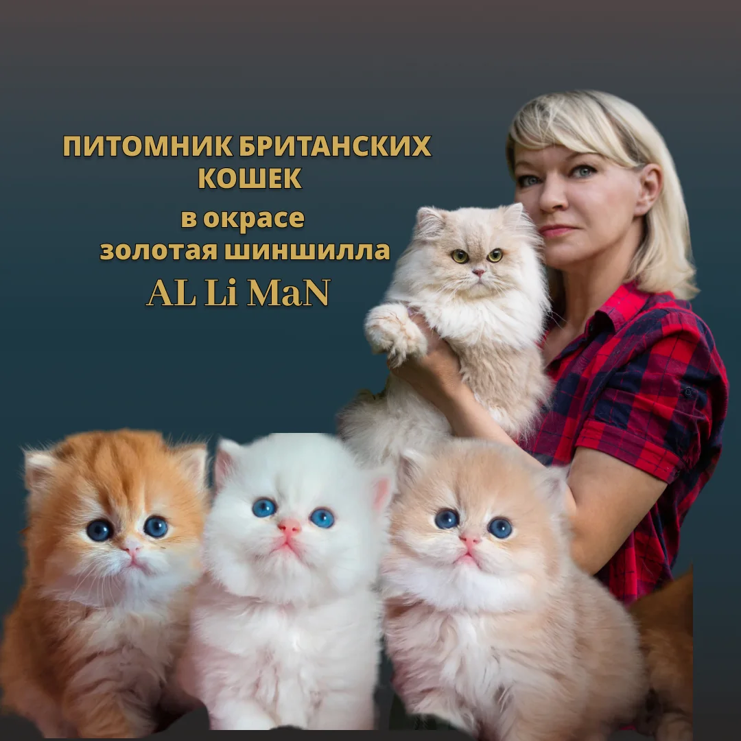Британские котята золотая шиншилла - изображение 1