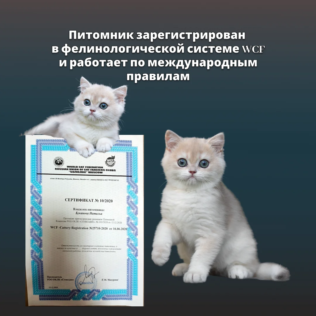 Британские котята золотая шиншилла - миниатюра 2