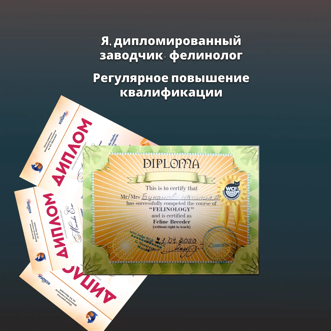 Британские котята золотая шиншилла - миниатюра 3