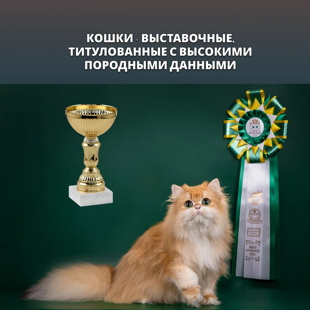 Британские котята золотая шиншилла - миниатюра 4
