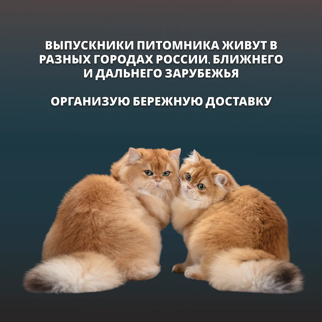 Британские котята золотая шиншилла - миниатюра 5